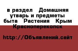  в раздел : Домашняя утварь и предметы быта » Растения . Крым,Красноперекопск